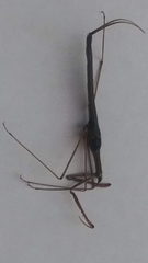 Ranatra quadridentata