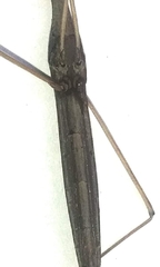 Ranatra quadridentata