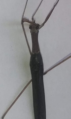 Ranatra quadridentata