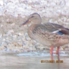 Anas platyrhynchos