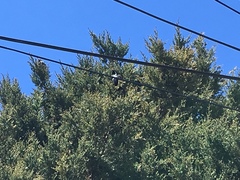 Sturnus vulgaris