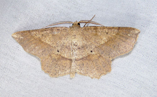 Euchlaena pectinaria