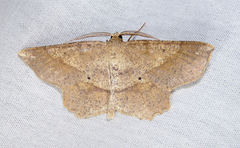 Euchlaena pectinaria