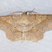 Forked Euchlaena Moth - Photo (c) Diane P. Brooks, some rights reserved (CC BY-NC-SA), uploaded by Diane P. Brooks