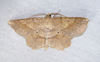 Forked Euchlaena Moth - Photo (c) Diane P. Brooks, some rights reserved (CC BY-NC-SA), uploaded by Diane P. Brooks
