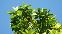 Aquilaria sinensis
