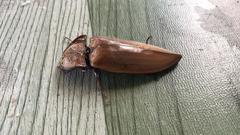 Oxynopterus mucronatus