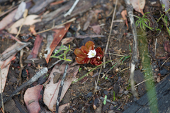 Drosera rosulata