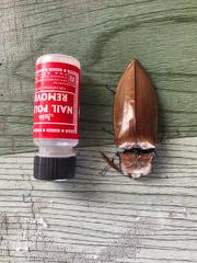 Oxynopterus mucronatus