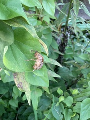 Graptopsaltria nigrofuscata