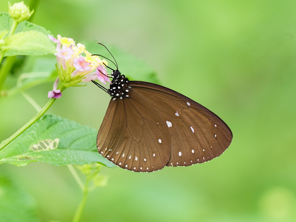 Dwarf Crow Butterfly