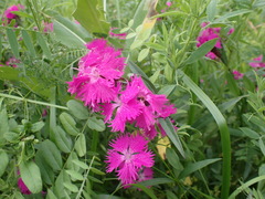 Dianthus × courtoisii