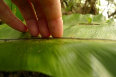 Asplenium australasicum