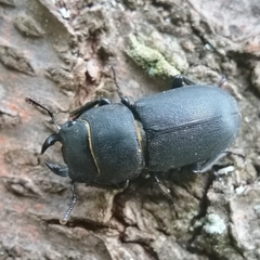 Dorcus parallelipipedus