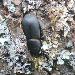 Dorcus parallelipipedus