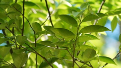 Aquilaria sinensis