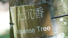 Aquilaria sinensis