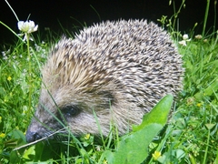 Erinaceus europaeus