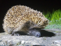 Erinaceus europaeus