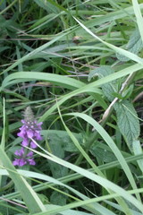 Stachys palustris