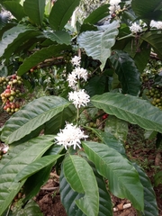 Coffea canephora