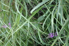 Stachys palustris