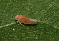 Idiodonus cruentatus