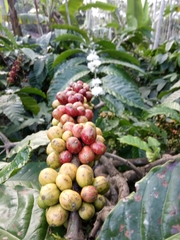 Coffea canephora