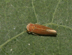 Idiodonus cruentatus