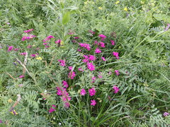 Dianthus × courtoisii