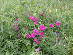 Dianthus × courtoisii