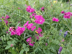 Dianthus × courtoisii