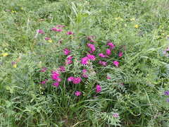 Dianthus × courtoisii