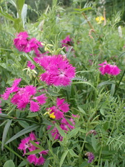 Dianthus × courtoisii