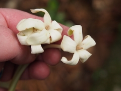 Posoqueria