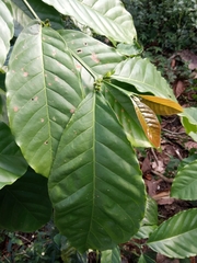 Coffea canephora