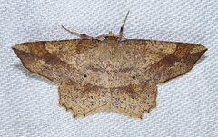 Euchlaena pectinaria
