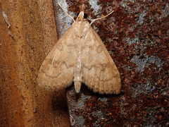 Udea fulvalis