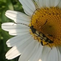 Rutpela maculata
