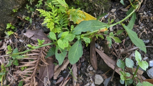 Veronicastrum loshanense, photograph 5