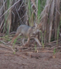 Canis aureus syriacus