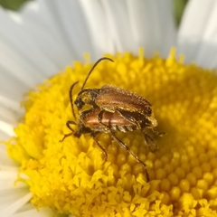 Pseudovadonia livida