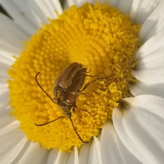 Pseudovadonia livida