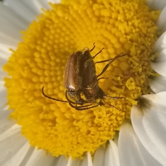 Pseudovadonia livida