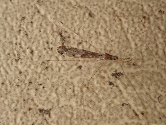 Empicoris vagabundus