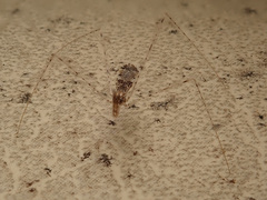 Empicoris vagabundus