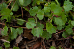 Ranunculus cheirophyllus