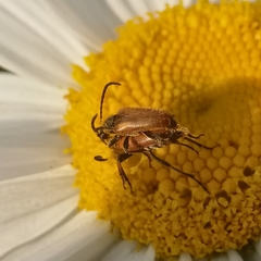 Pseudovadonia livida