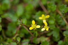 Ranunculus cheirophyllus