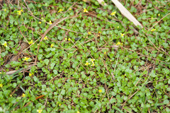Ranunculus cheirophyllus
